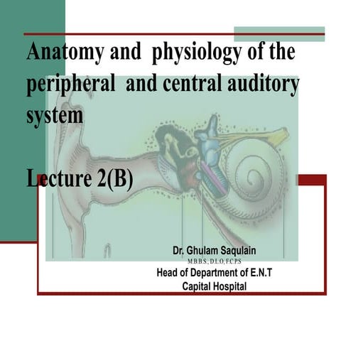 2(b)    anatomy and  physiology of the peripheral  and central auditory system