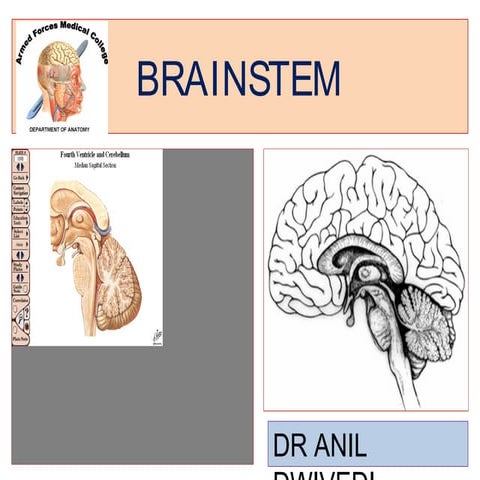 2 brain stem akd