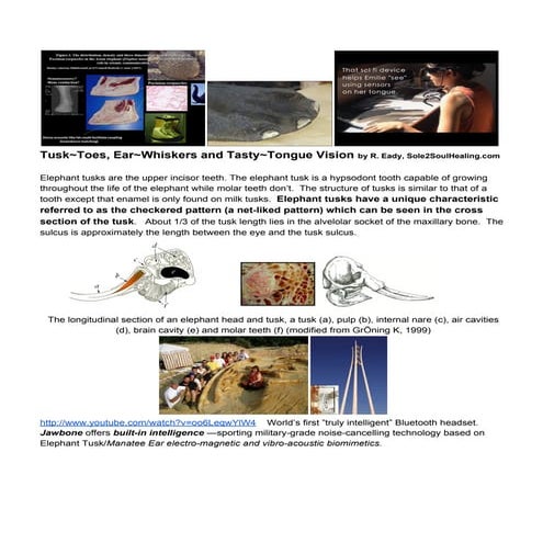 ToeEarsWhiskerEyes | PDF | Free Download