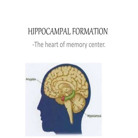hippocampal formation | PPT