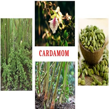 cardamom production technology | PPTX