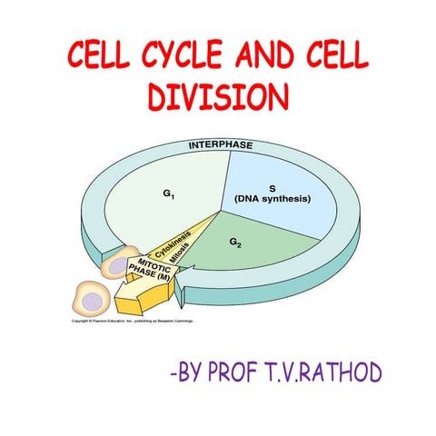 cell division and cell cycle