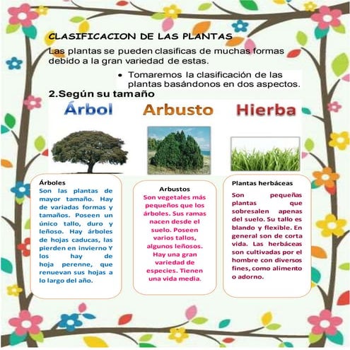 2 clasificacion de las plantas