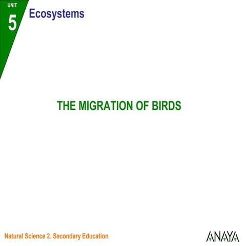 Migratory birds 