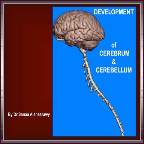 2) Development of cerebrum & cerebellum.Final-2016.pdf
