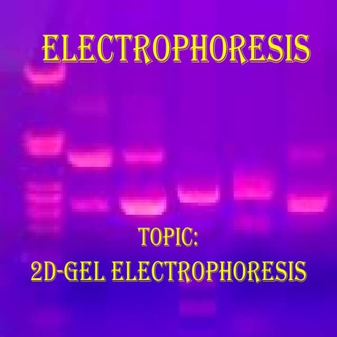 2 d gel electrophoresis