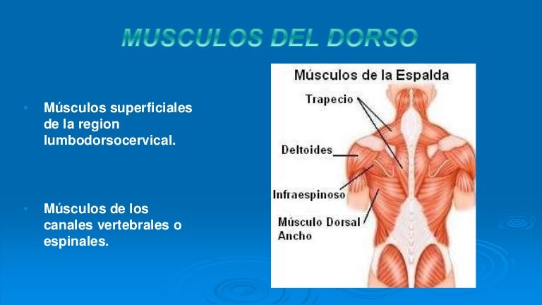 2do músculos del dorso