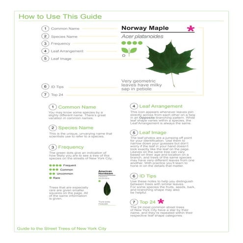 2015 Street Tree Guide_Evergreen version_150325 | PDF