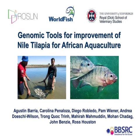 Advanced Strains of Tilapia and potential for Aquaculture in the world ...