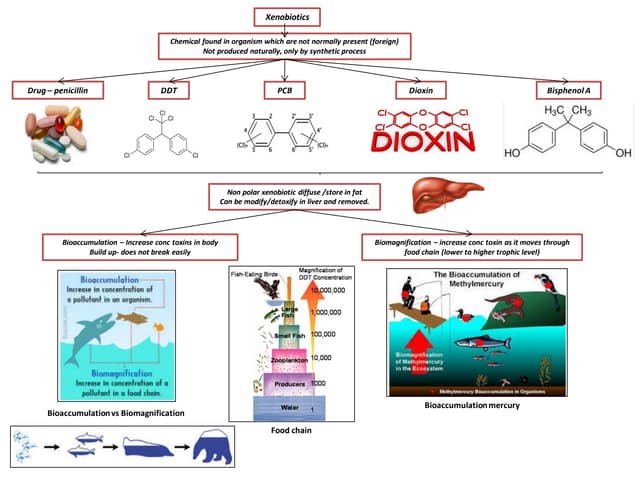 Option B, Green Chemistry, Xenobiotics and Atom Economy