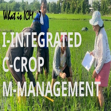 PalayCheck System: Integrated Crop Management for Rice Production | PPTX