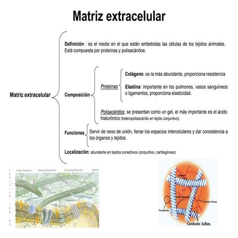 2 matriz extracelular, pared celular, citoesqueleto, centrosoma, cilios, ribo...