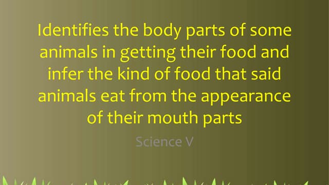 Animal body parts and their uses | PPT | Birds | Pets