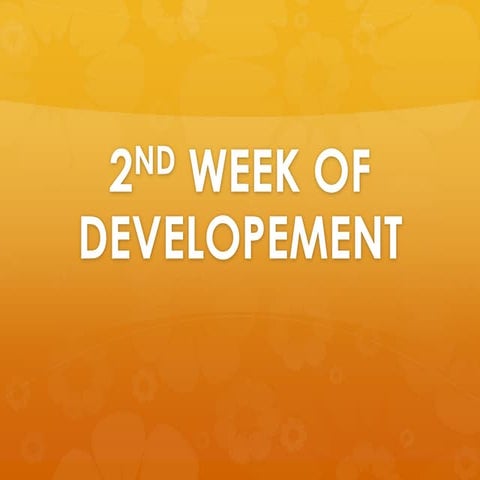 2nd week of intrauterine developement