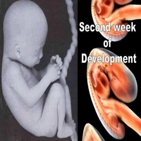 2nd week-implantation.ppt