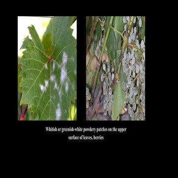 Entomology spice storage pests of turmeric | PPTX