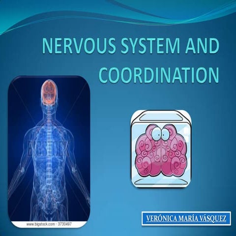 Unit 2 for IGCSE Nervous system and coordination.