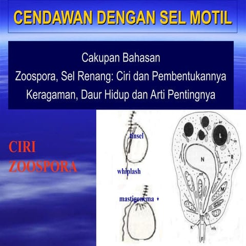 Cendawan PLASMODIOFORA dan MIKSOFORA.PPT