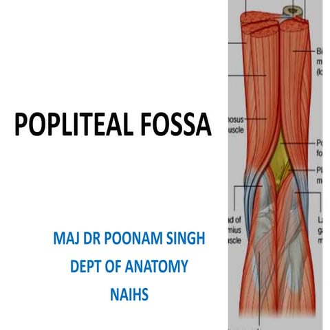 2 popliteal fossa