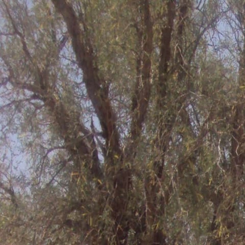 Desertification, Land Degradation and Drought