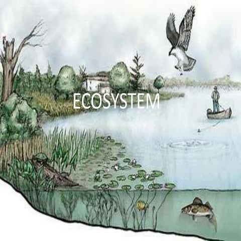 2 producers,consumers and decomposer1