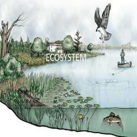 2 producers,consumers and decomposer2