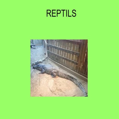 2 reptils