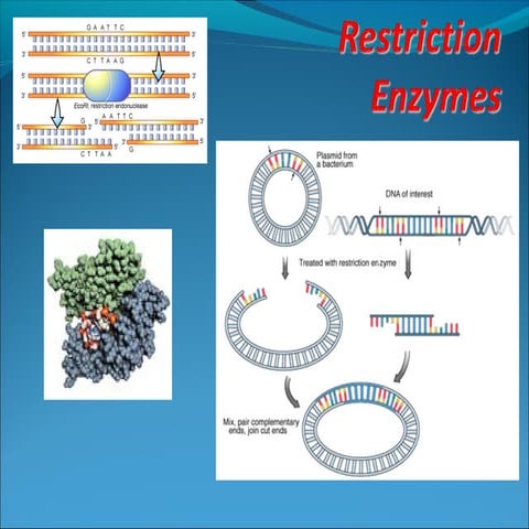 restriction enzymes