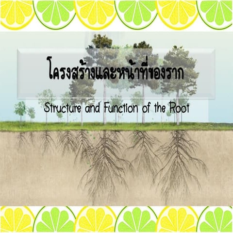 structure and function of the root | PPT