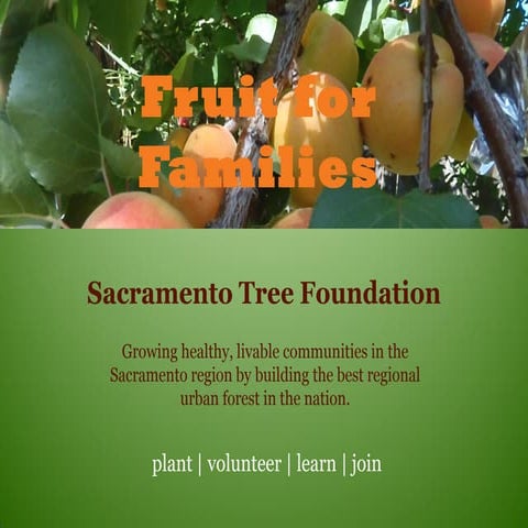 Luke6 43 45persimmons-orange | PPT