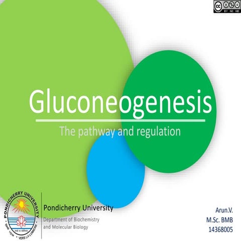 Gluconeogenesis - The Pathway and Regulation 