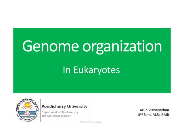 GENOME ORGANISATION IN EUKARYOTES | PPTX