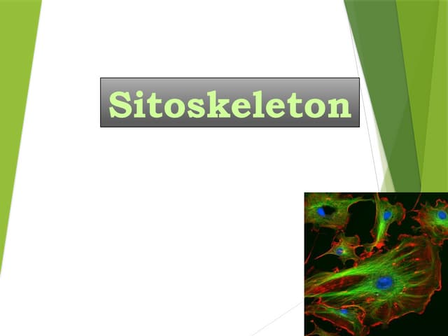 2 Sitoskeleton sel tumbuhan dan sel hewan