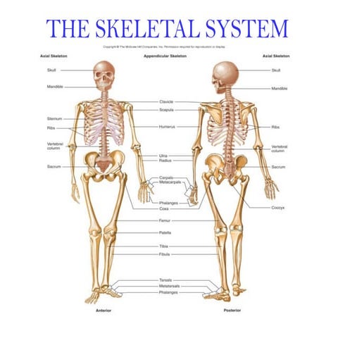 Skeletal system ppt for a laboratory technology students | PPT