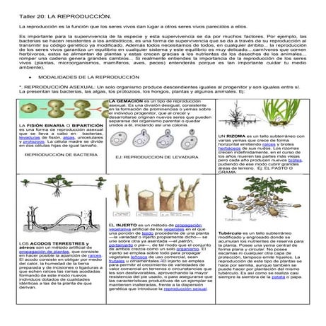  taller 20 a 27 reproducción en animales