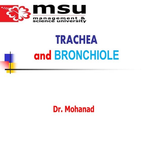 2@trachea and larynx