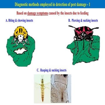 Methods of detection of insectsmpest pestpptx | PPTX
