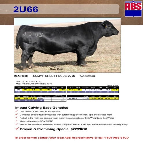 Angus com facilidade e crescimento