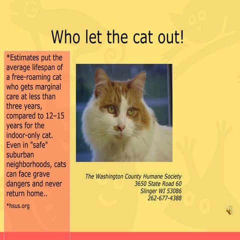 Who Let The Cat Out!