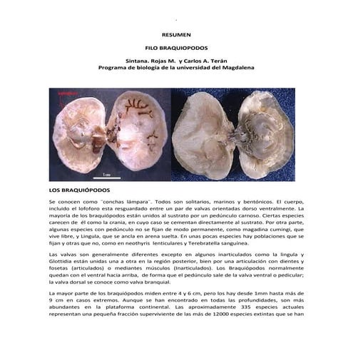 Resumen braquiopoda  zoologia. sintana r. carlos t.