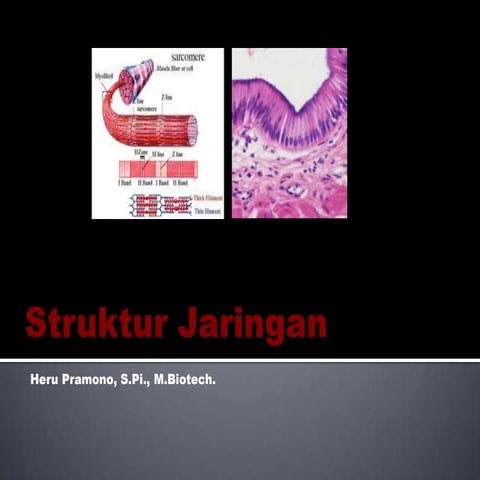 3. struktur jaringan daging Ikan