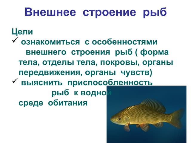 Внешнее строение рыбы 7 класс биология. Внутреннее строение рыбы схема. Внешнее строение рыбы окунь. Особенности внешнего строения рыб в воде. Особенности внешнего строения рыб в воде.