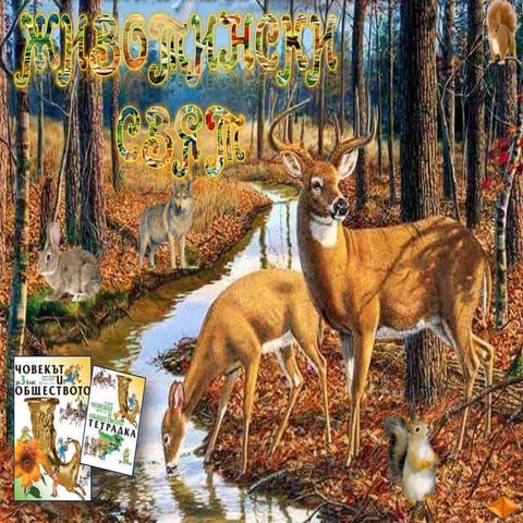 Животински свят - ЧО, 3 клас, Булвест