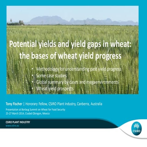 Potential yields and yield gaps in wheat: the bases of wheat yield progress