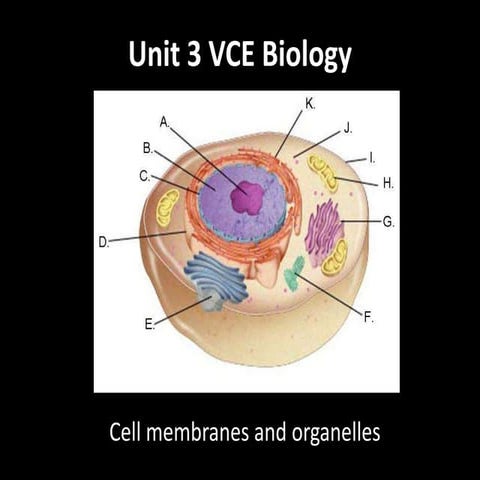 Unit 4 VCE Biology: Cell membranes &_organelles