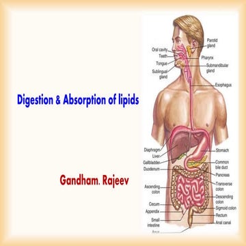 DIGESTION & ABSORPTION OF LIPIDS