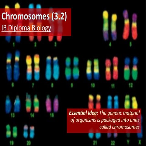 IB Biology 3.2 Slides: Chromosomes