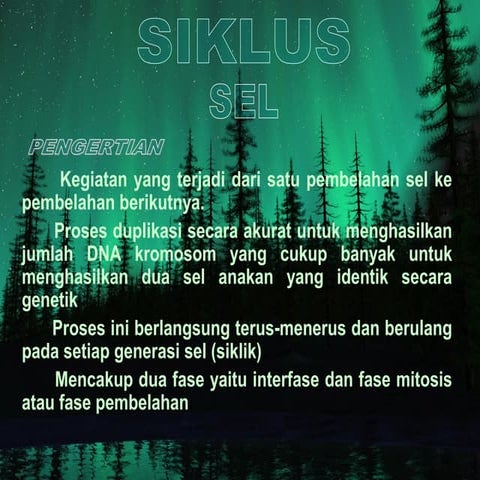 3. siklus sel