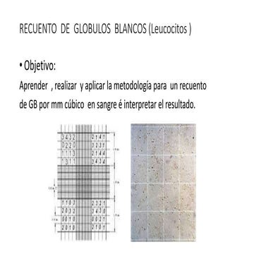 3.2 Recuentos  globulares
