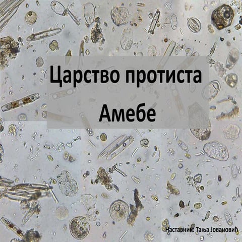 Carstvo protista-amebe | PPT
